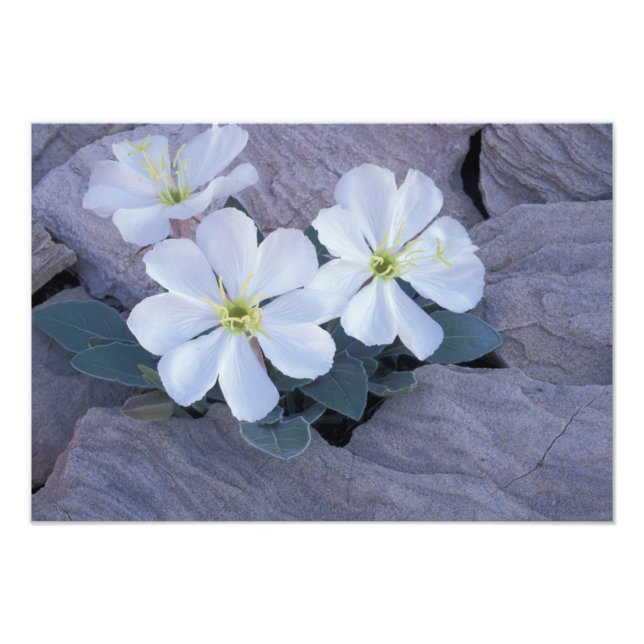 Foto NA, EUA, Utah, Arches NP, Evening primrose (Frente)