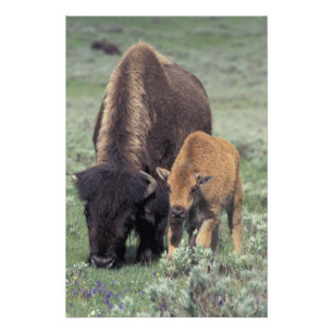Foto NA, EUA, Wyoming, Parque Nacional de Yellowstone.