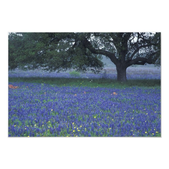Foto NA, Texas, Devine, Carvalho e boninas azuis (Frente)