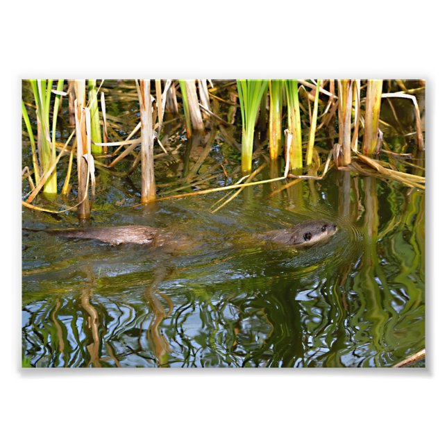 Foto Nado oriental de lona pequena (Frente)