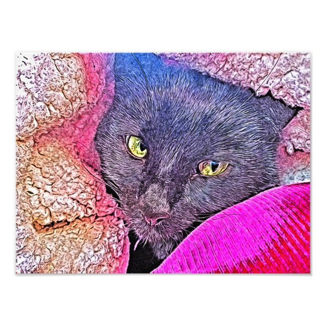 Foto Napoleão num cobertor (Frente)