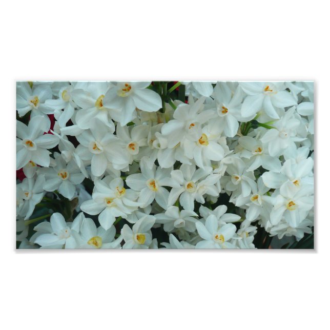 Foto Narciso Branco Delicado de Paperwhite Flores (Frente)