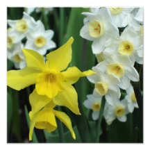 Narcisos 12"x12"