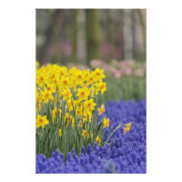 Narcisos e Jacintos de Uva, Keukenhof