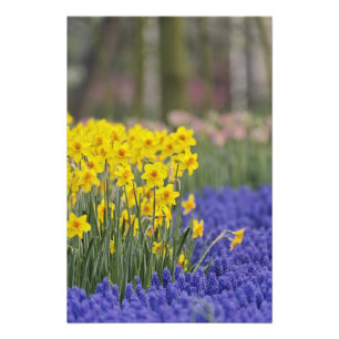 Foto Narcisos e Jacintos de Uva, Keukenhof
