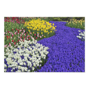 Foto Narcisos e Jacintos-de-uva, Keukenhof