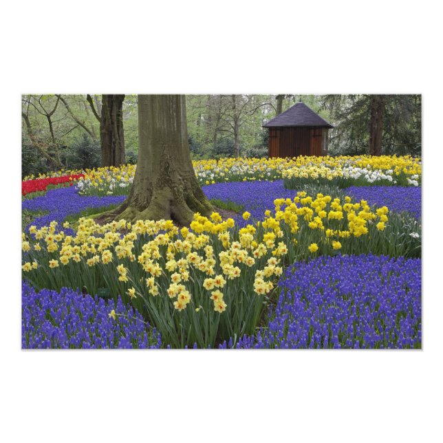 Foto Narcisos, jacintos e jardim de tulipas, (Frente)