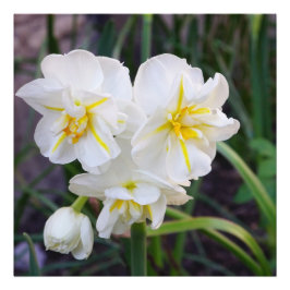 Foto Narcisos miniatura 24"x24"