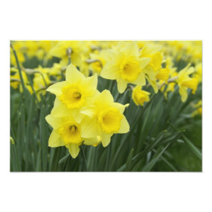 Foto Narcisos RF)