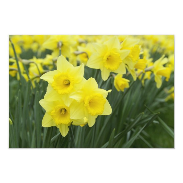 Foto Narcisos RF) (Frente)