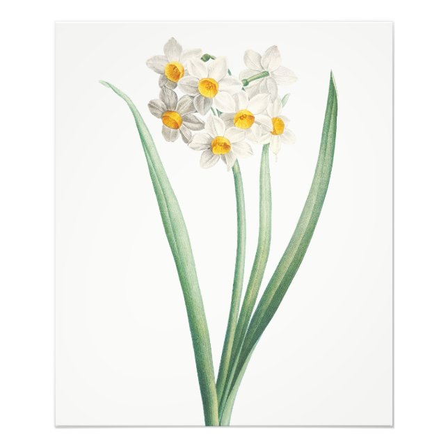 Foto Narcissus, Pierre-Joseph Redouté, 1805 (Frente)