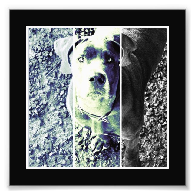 Foto Nariz de Dogue (Frente)