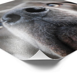 Foto Nariz de Dogue