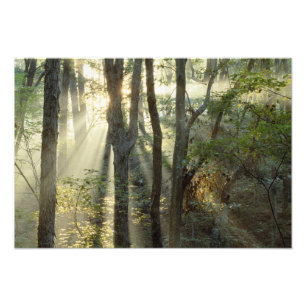 Foto Nascer do sol através da floresta de carvalho e no