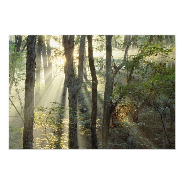 Foto Nascer do sol através da floresta de carvalho e no (Frente)