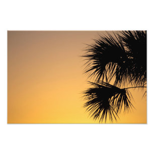 Foto nascer do sol da palmeira, Flórida
