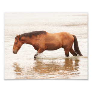 Foto Natação da manhã para um cavalo