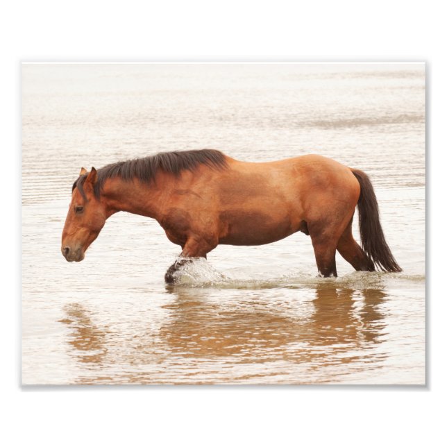 Foto Natação da manhã para um cavalo (Frente)