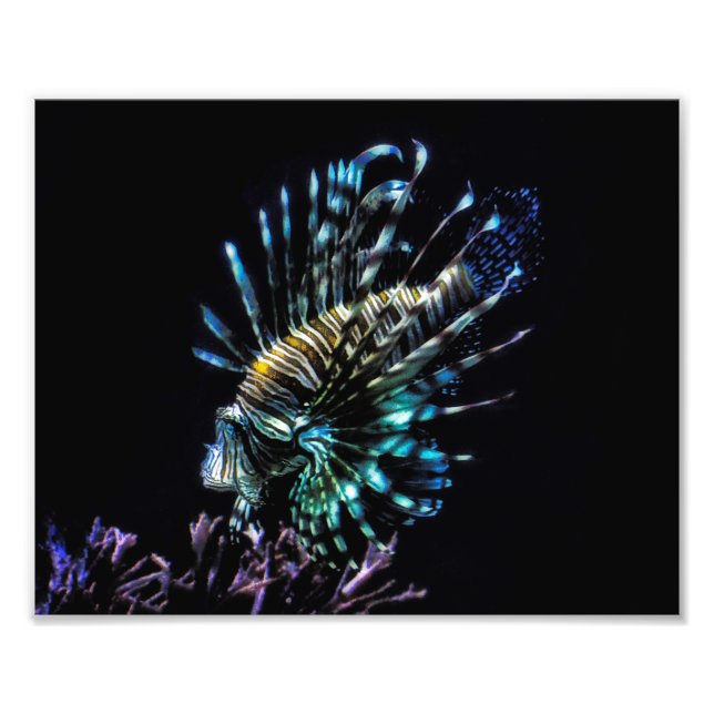 Foto natações de lionídeos (Frente)