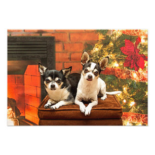 Foto Natal Chihuahua