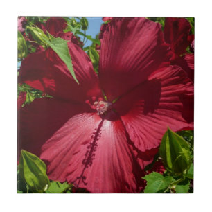 Foto natural de Hibiscus Flower and Blue Sky