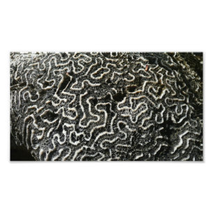 Foto natural do Abstrato do Coral Negro e Branco I