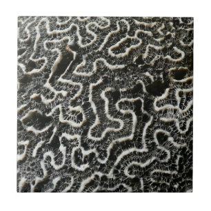 Foto natural do Abstrato do Coral Negro e Branco I