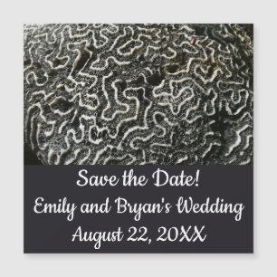 Foto natural do Abstrato do Coral Negro e Branco I