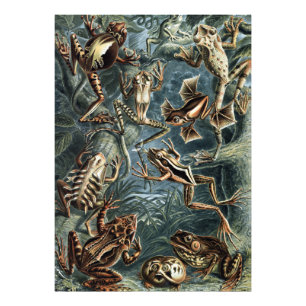 Foto Naturalista Vintage Ernst Haeckel Rãs e Sapos P