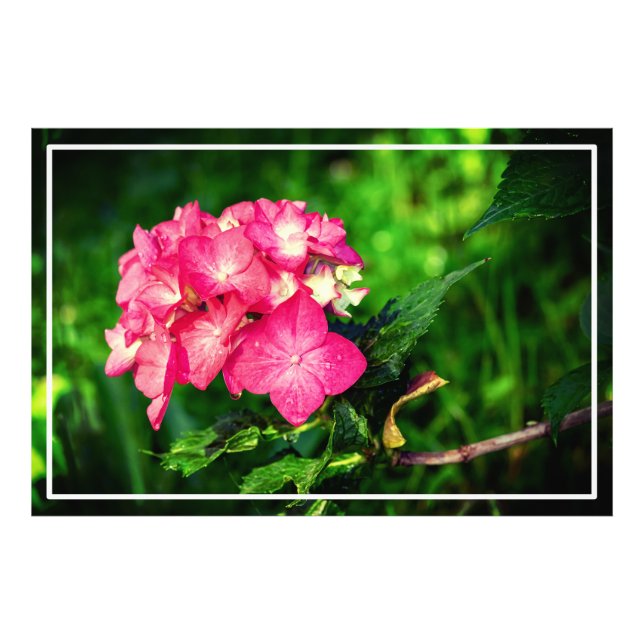Foto Nature Pink Hydrangea Flower- 34694 (Frente)
