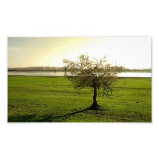 Foto natureza