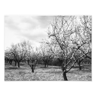 Foto natureza
