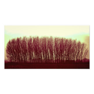 Foto natureza