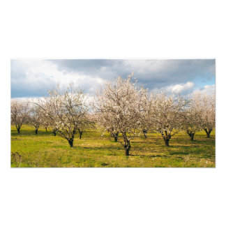 Foto natureza