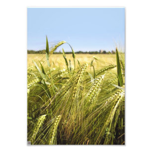 Foto Natureza Botânica do Grão de Centeio
