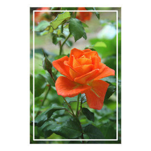 Foto Natureza Rosa Rosa Rosa Flor