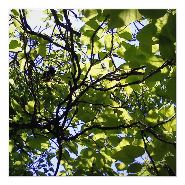 Foto Natureza selvagem de catalpa trópica (Frente)