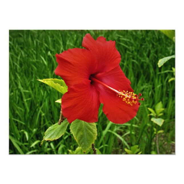 Foto "Nebraska Hibiscus" (Frente)