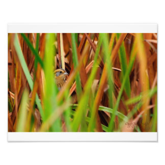 Foto Nelsons Sparrow Purgando Através das Capas