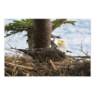 Foto Nesting Bald Eagle