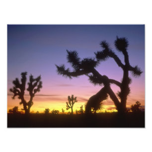 Foto NEVADA. EUA. Árvores de Josué Yucca brevifolia)