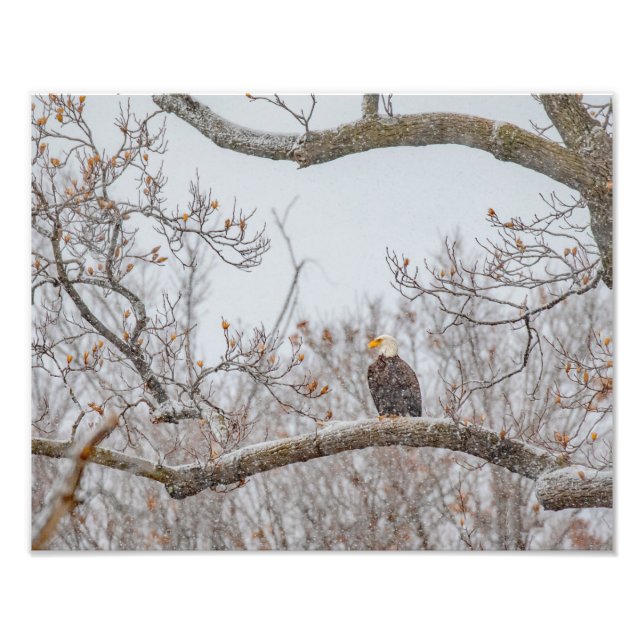 Foto Neve De Inverno Com Águia (Frente)