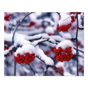 Foto Neve em Bagas de Freixo de Montanha Europeu, Utah.