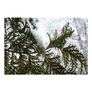 Foto Neve nas ramificações verdes