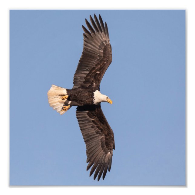 Foto Nicely Lit Bald Eagle (Frente)