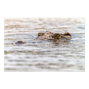Foto Nile Crocodilo