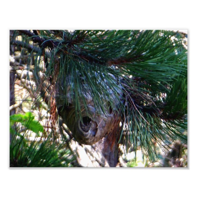 Foto Ninho De Capuchos De Roda Cálida (Frente)