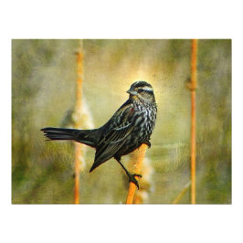 Foto No Impressão de Poster de Limelight