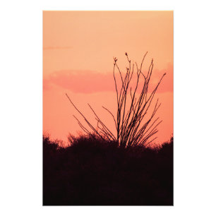 Foto Noites no deserto