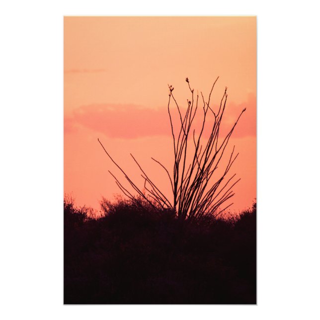 Foto Noites no deserto (Frente)